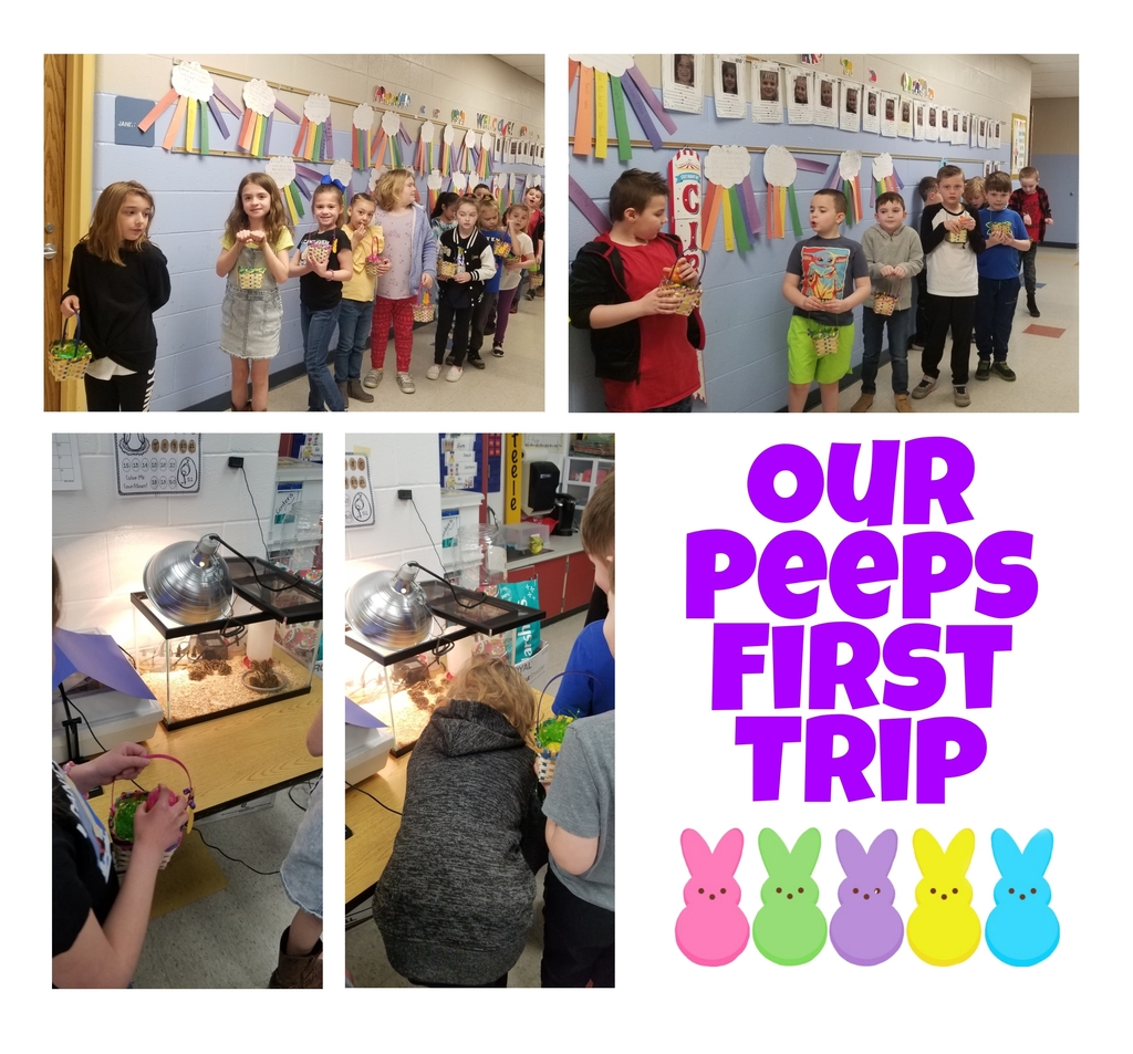 Our peeps first trip to see baby quails in Mrs. Steele's kindergarten class.